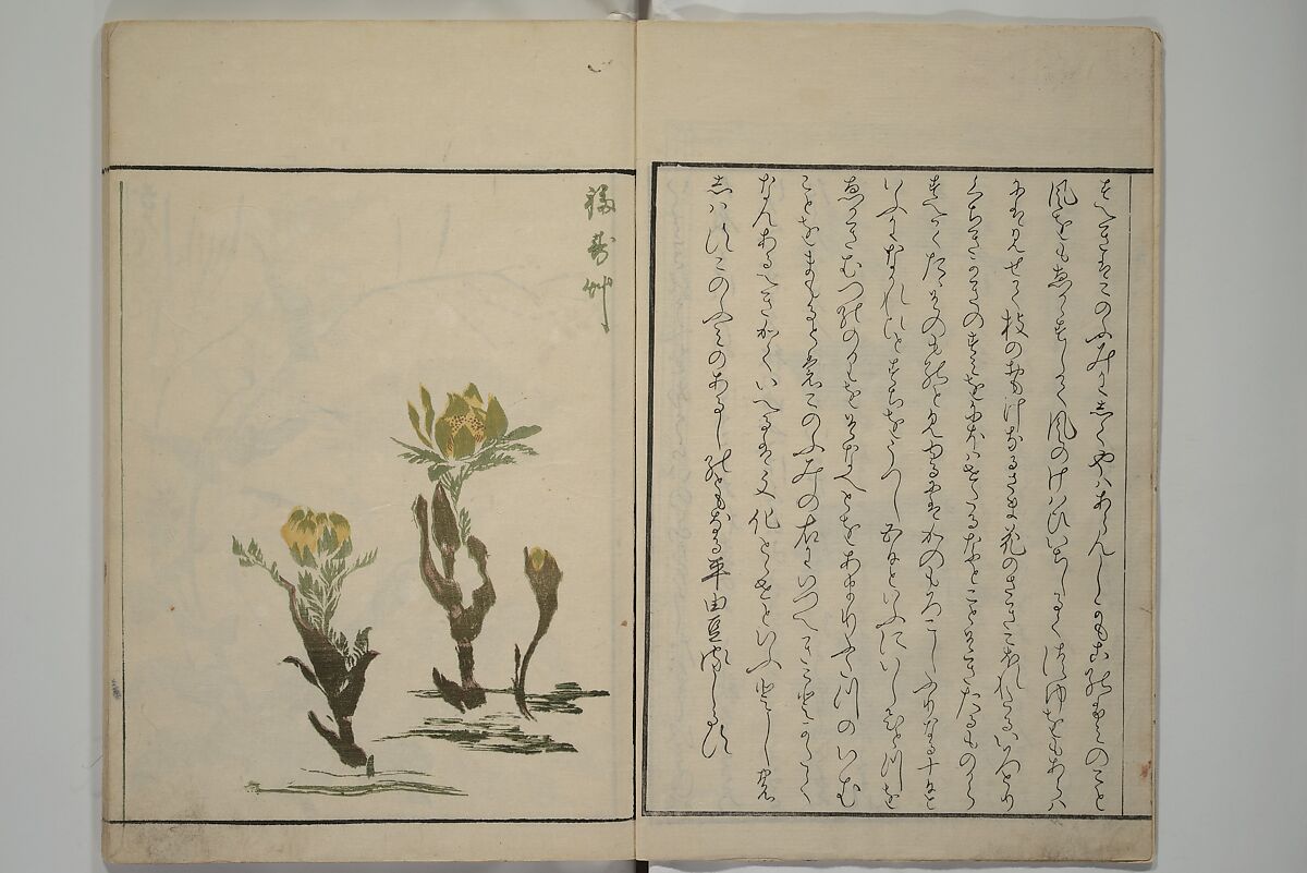 How to Draw Plants and Flowers Simply (Sōka ryakugashiki) 草花略画式, Kuwagata Keisai 鍬形蕙斎 (Japanese, 1764–1824), Woodblock printed book; ink and color on paper, Japan