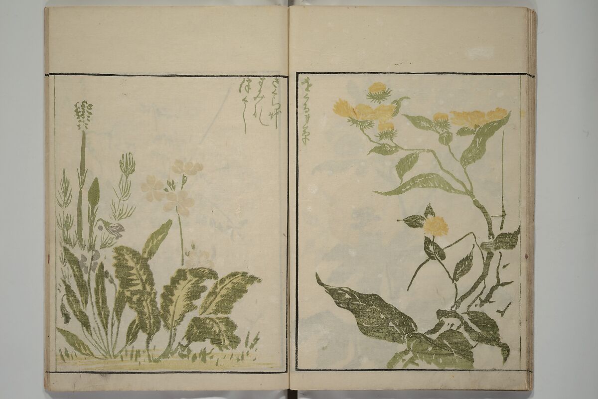 How to Draw Plants and Flowers Simply (Sōka ryakugashiki) 草花略画式, Kuwagata Keisai 鍬形蕙斎 (Japanese, 1764–1824), Woodblock printed book; ink and color on paper, Japan