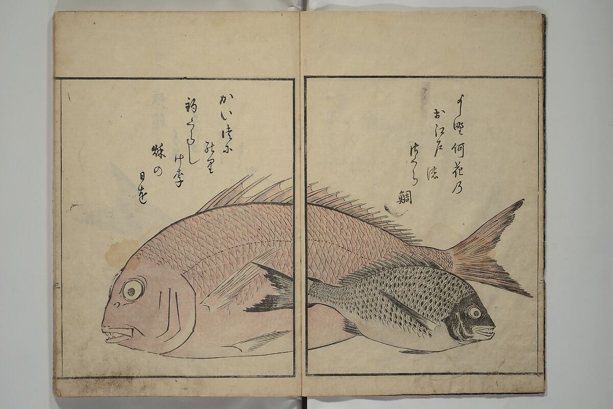 The Servants of the Dragon King of the Sea: Fish and Shells (Tatsu no miyatsuko gyokai fu) 龍の宮津子魚貝譜, Kuwagata Keisai 鍬形蕙斎 (Japanese, 1764–1824), Woodblock printed book; ink, color and mica on paper, Japan