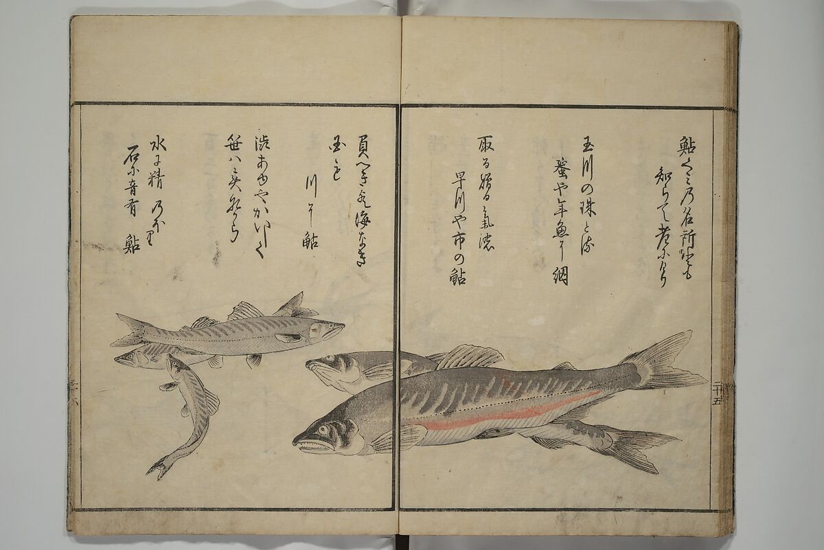 The Servants of the Dragon King of the Sea: Fish and Shells (Tatsu no miyatsuko gyokai fu) 龍の宮津子魚貝譜, Kuwagata Keisai 鍬形蕙斎 (Japanese, 1764–1824), Woodblock printed book; ink, color and mica on paper, Japan