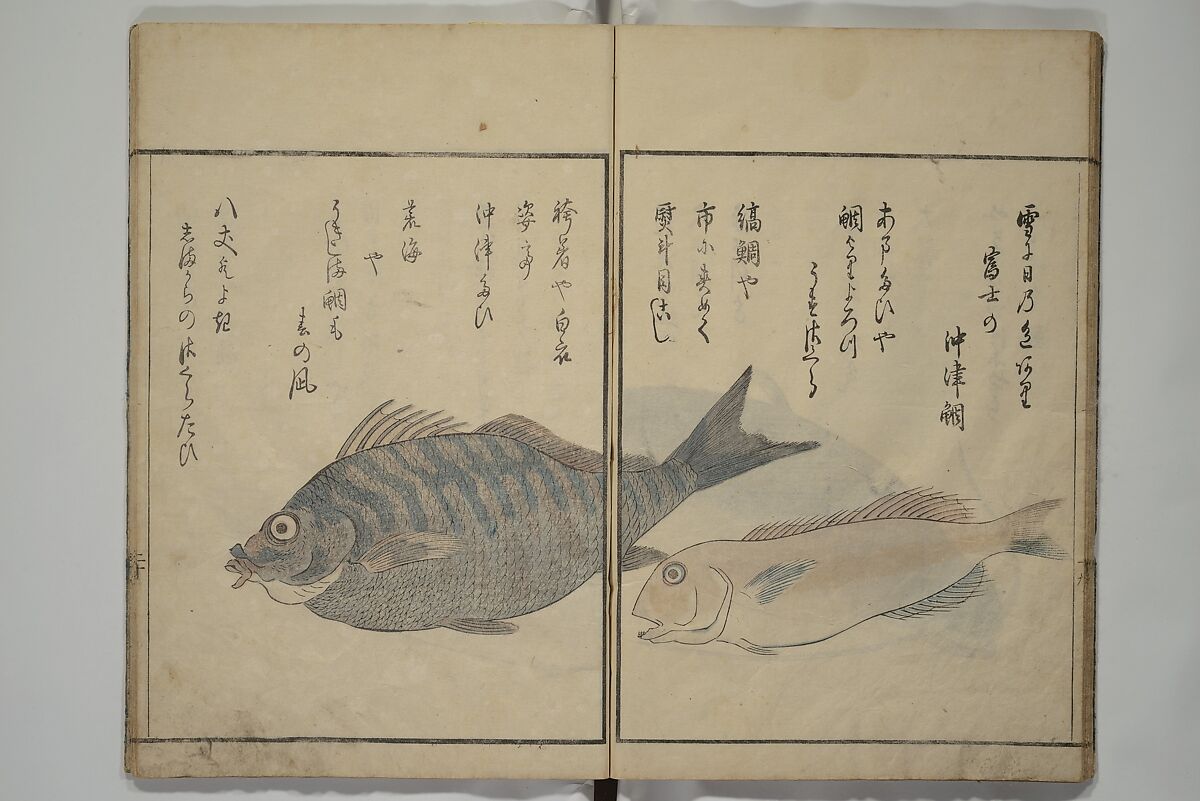 The Servants of the Dragon King of the Sea: Fish and Shells (Tatsu no miyatsuko gyokai fu) 龍の宮津子魚貝譜, Kuwagata Keisai 鍬形蕙斎 (Japanese, 1764–1824), Woodblock printed book; ink, color and mica on paper, Japan