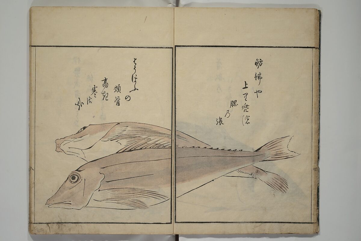 The Servants of the Dragon King of the Sea: Fish and Shells (Tatsu no miyatsuko gyokai fu) 龍の宮津子魚貝譜, Kuwagata Keisai 鍬形蕙斎 (Japanese, 1764–1824), Woodblock printed book; ink, color and mica on paper, Japan