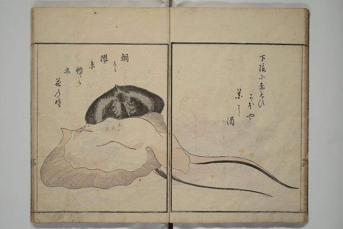 The Servants of the Dragon King of the Sea: Fish and Shells (Tatsu no miyatsuko gyokai fu) 龍の宮津子魚貝譜, Kuwagata Keisai 鍬形蕙斎 (Japanese, 1764–1824), Woodblock printed book; ink, color and mica on paper, Japan