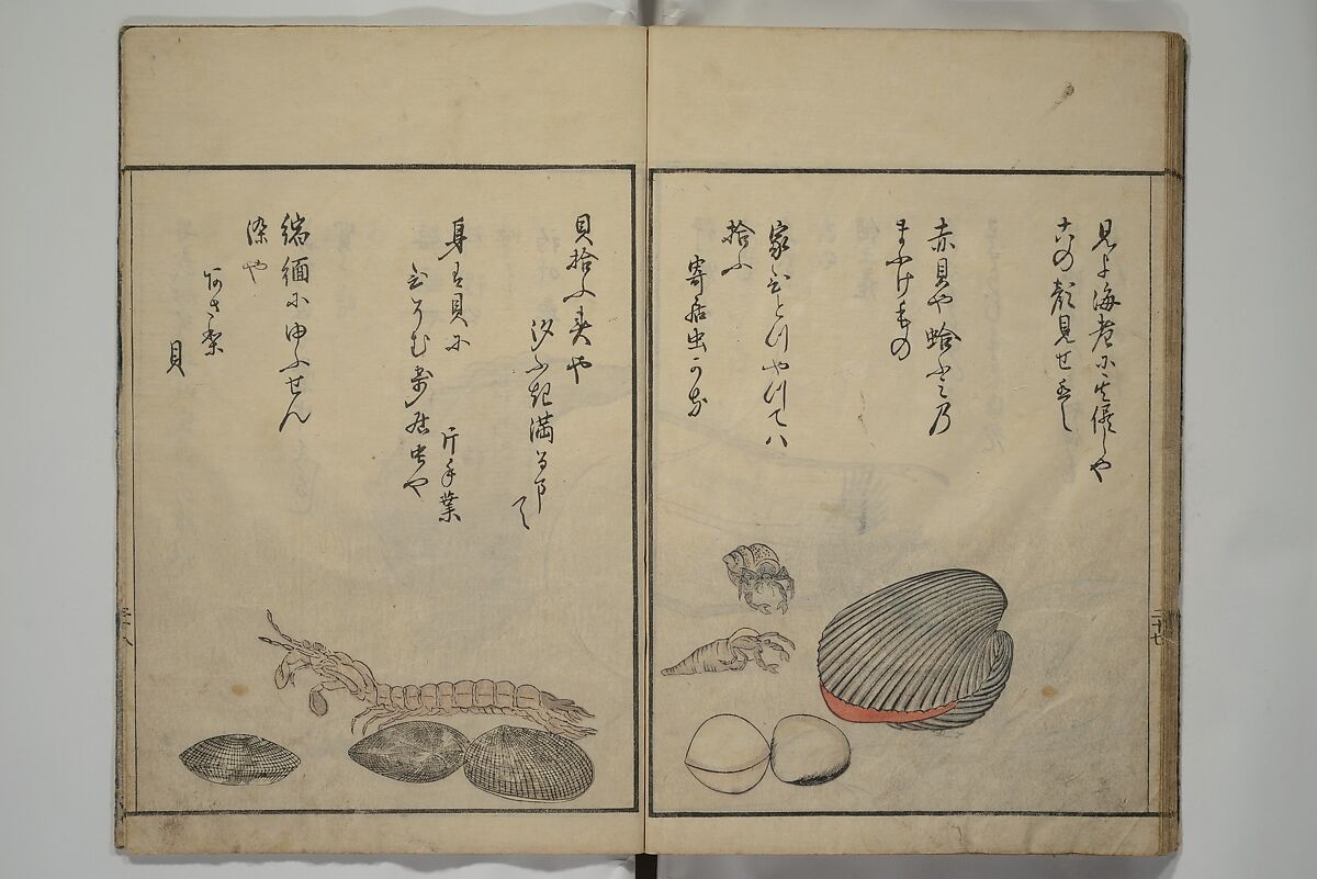The Servants of the Dragon King of the Sea: Fish and Shells (Tatsu no miyatsuko gyokai fu) 龍の宮津子魚貝譜, Kuwagata Keisai 鍬形蕙斎 (Japanese, 1764–1824), Woodblock printed book; ink, color and mica on paper, Japan