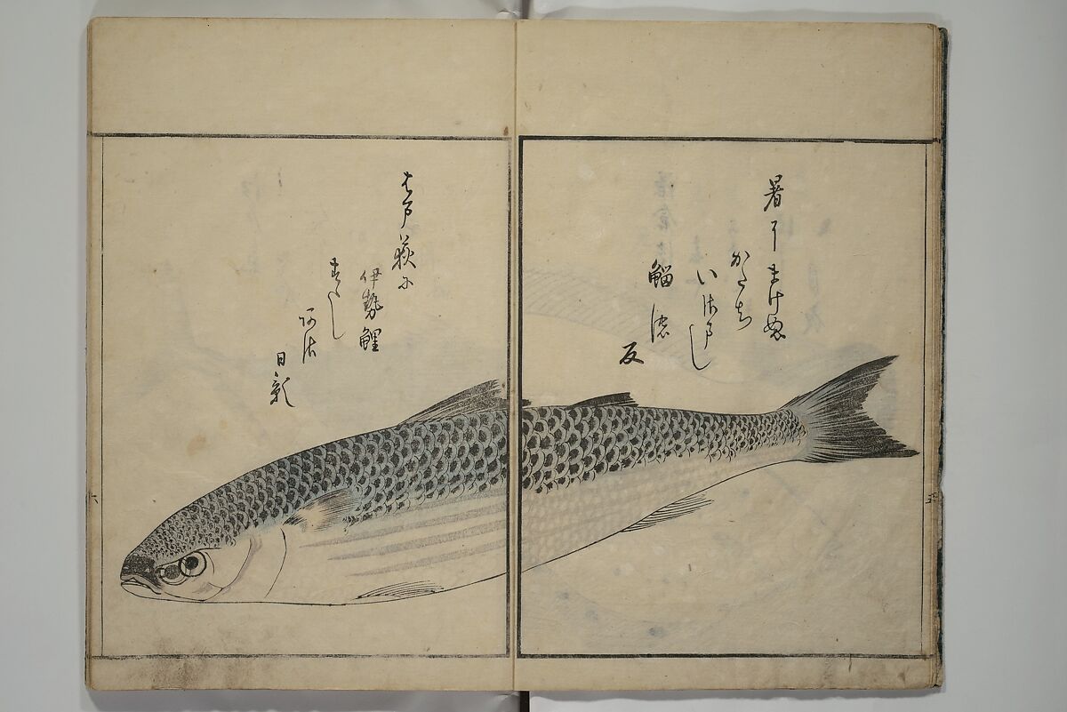 The Servants of the Dragon King of the Sea: Fish and Shells (Tatsu no miyatsuko gyokai fu) 龍の宮津子魚貝譜, Kuwagata Keisai 鍬形蕙斎 (Japanese, 1764–1824), Woodblock printed book; ink, color and mica on paper, Japan