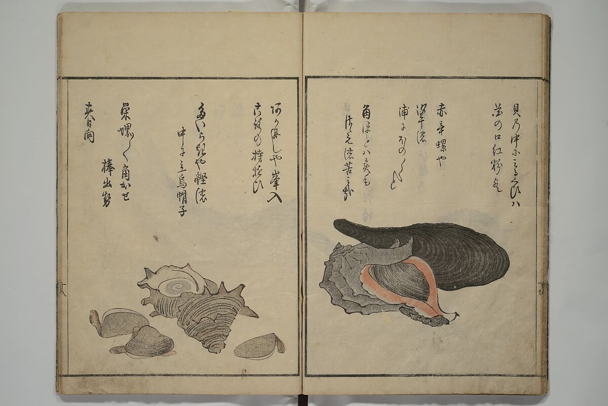 The Servants of the Dragon King of the Sea: Fish and Shells (Tatsu no miyatsuko gyokai fu) 龍の宮津子魚貝譜, Kuwagata Keisai 鍬形蕙斎 (Japanese, 1764–1824), Woodblock printed book; ink, color and mica on paper, Japan