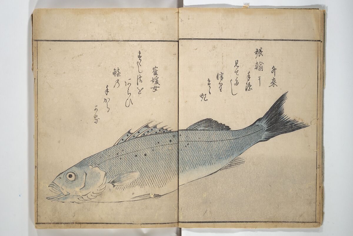The Servants of the Dragon King of the Sea: Fish and Shells (Tatsu no miyatsuko gyokai fu) 龍の宮津子魚貝譜, Kuwagata Keisai 鍬形蕙斎 (Japanese, 1764–1824), Woodblock printed book; ink and color on paper, Japan