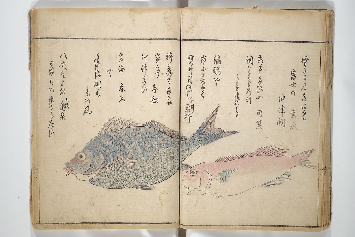 The Servants of the Dragon King of the Sea: Fish and Shells (Tatsu no miyatsuko gyokai fu) 龍の宮津子魚貝譜, Kuwagata Keisai 鍬形蕙斎 (Japanese, 1764–1824), Woodblock printed book; ink and color on paper, Japan