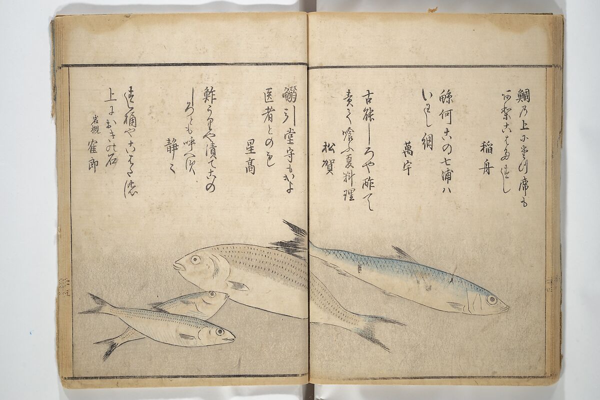The Servants of the Dragon King of the Sea: Fish and Shells (Tatsu no miyatsuko gyokai fu) 龍の宮津子魚貝譜, Kuwagata Keisai 鍬形蕙斎 (Japanese, 1764–1824), Woodblock printed book; ink and color on paper, Japan