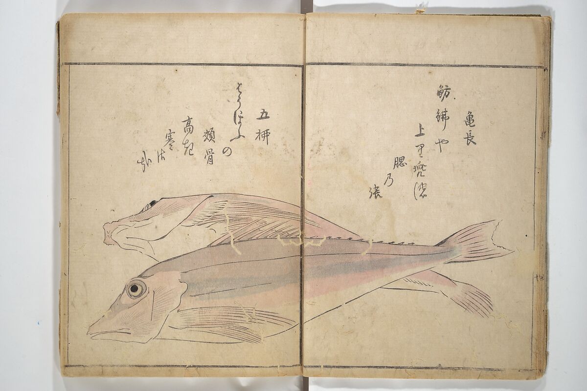 The Servants of the Dragon King of the Sea: Fish and Shells (Tatsu no miyatsuko gyokai fu) 龍の宮津子魚貝譜, Kuwagata Keisai 鍬形蕙斎 (Japanese, 1764–1824), Woodblock printed book; ink and color on paper, Japan