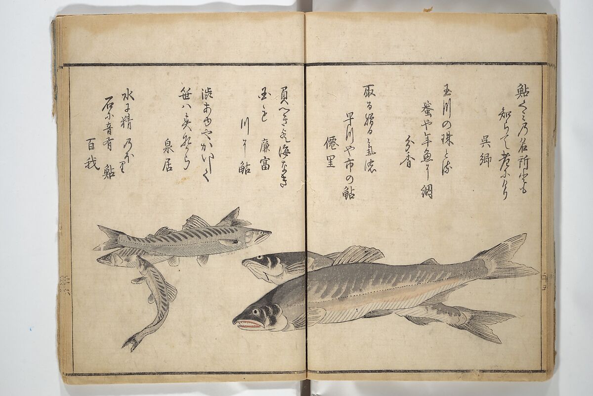 The Servants of the Dragon King of the Sea: Fish and Shells (Tatsu no miyatsuko gyokai fu) 龍の宮津子魚貝譜, Kuwagata Keisai 鍬形蕙斎 (Japanese, 1764–1824), Woodblock printed book; ink and color on paper, Japan