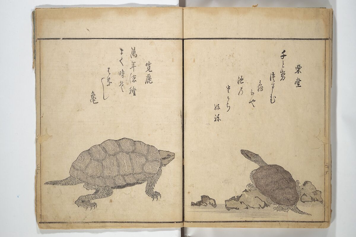 The Servants of the Dragon King of the Sea: Fish and Shells (Tatsu no miyatsuko gyokai fu) 龍の宮津子魚貝譜, Kuwagata Keisai 鍬形蕙斎 (Japanese, 1764–1824), Woodblock printed book; ink and color on paper, Japan