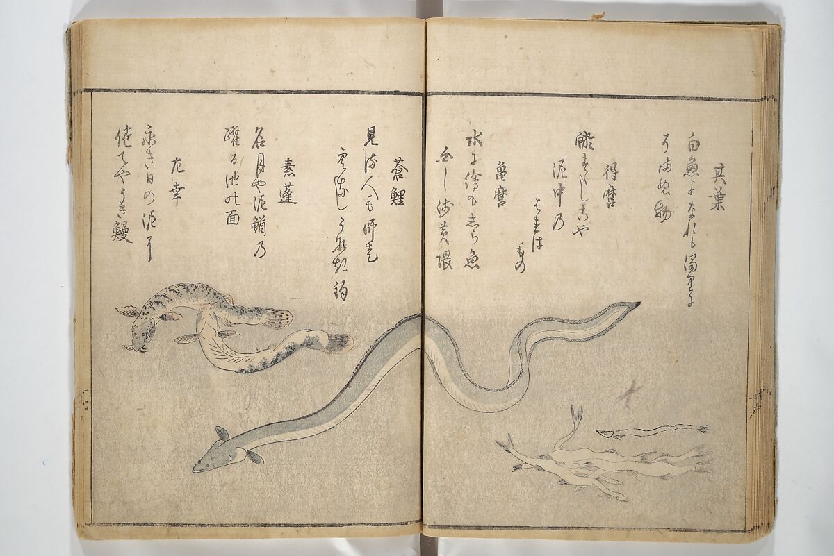 The Servants of the Dragon King of the Sea: Fish and Shells (Tatsu no miyatsuko gyokai fu) 龍の宮津子魚貝譜, Kuwagata Keisai 鍬形蕙斎 (Japanese, 1764–1824), Woodblock printed book; ink and color on paper, Japan