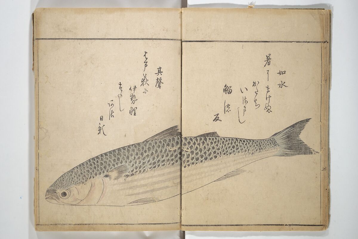 The Servants of the Dragon King of the Sea: Fish and Shells (Tatsu no miyatsuko gyokai fu) 龍の宮津子魚貝譜, Kuwagata Keisai 鍬形蕙斎 (Japanese, 1764–1824), Woodblock printed book; ink and color on paper, Japan
