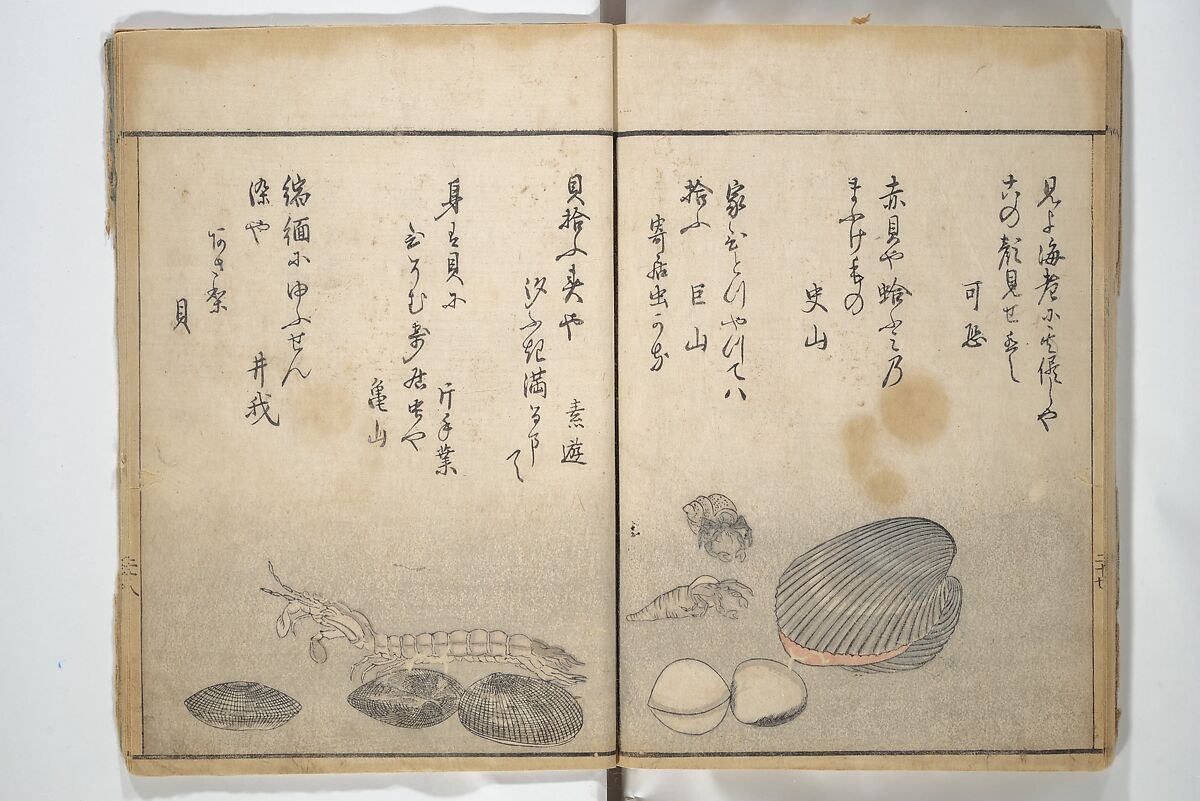 The Servants of the Dragon King of the Sea: Fish and Shells (Tatsu no miyatsuko gyokai fu) 龍の宮津子魚貝譜, Kuwagata Keisai 鍬形蕙斎 (Japanese, 1764–1824), Woodblock printed book; ink and color on paper, Japan