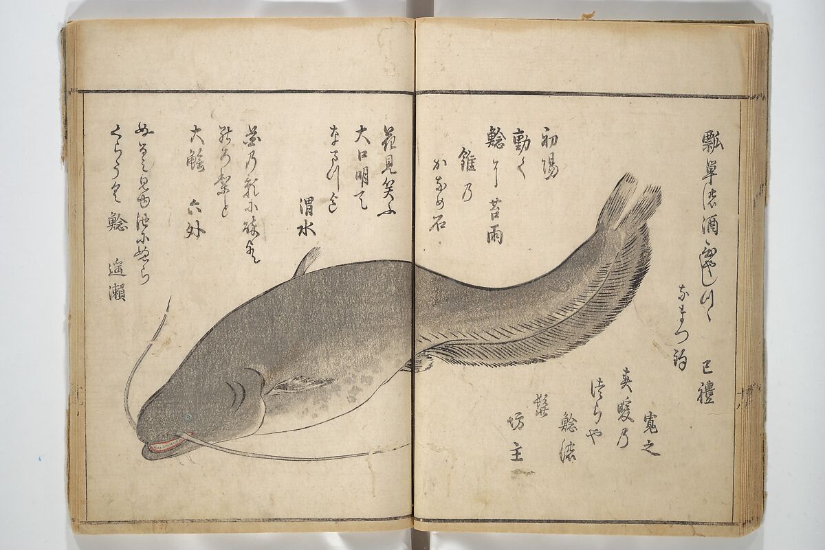 The Servants of the Dragon King of the Sea: Fish and Shells (Tatsu no miyatsuko gyokai fu) 龍の宮津子魚貝譜, Kuwagata Keisai 鍬形蕙斎 (Japanese, 1764–1824), Woodblock printed book; ink and color on paper, Japan