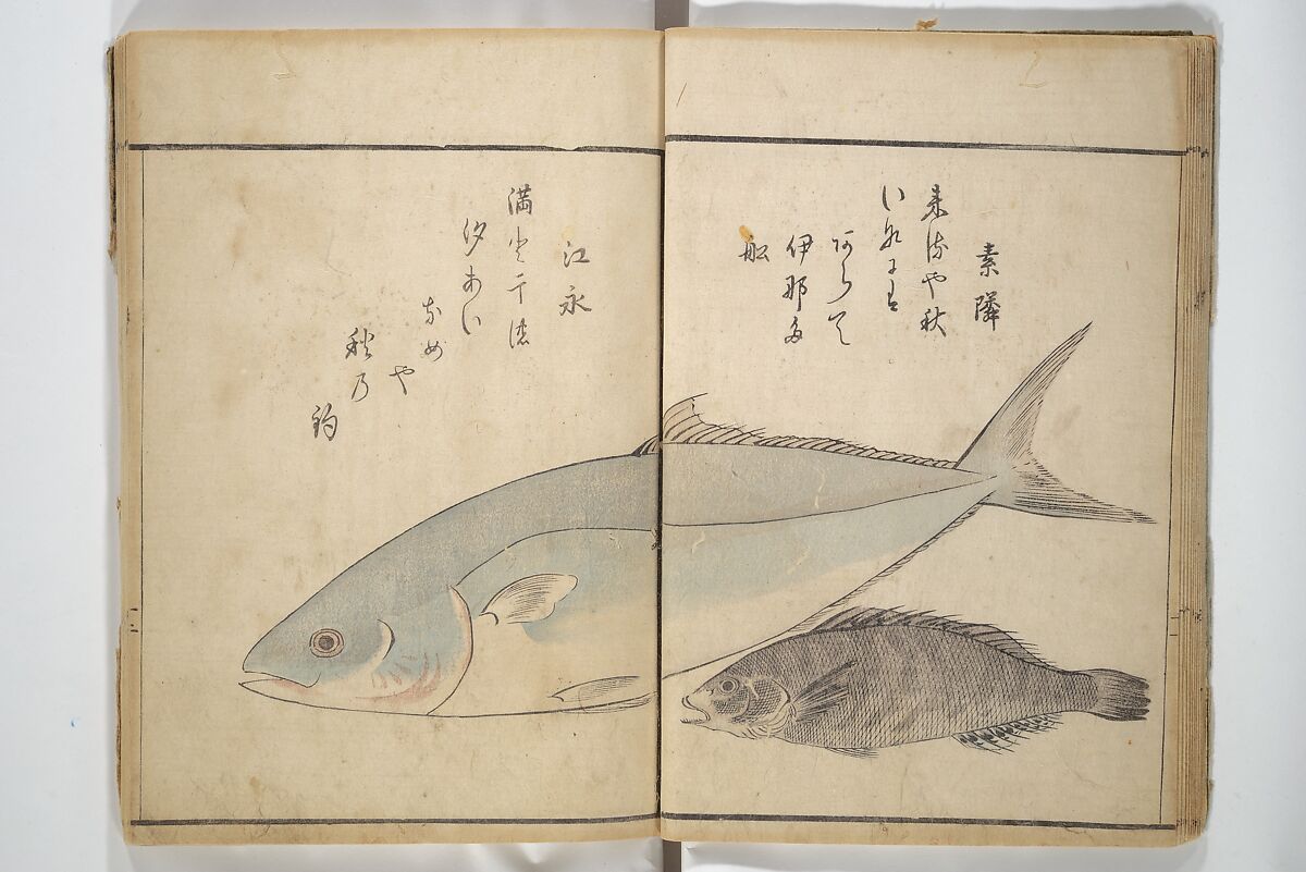 The Servants of the Dragon King of the Sea: Fish and Shells (Tatsu no miyatsuko gyokai fu) 龍の宮津子魚貝譜, Kuwagata Keisai 鍬形蕙斎 (Japanese, 1764–1824), Woodblock printed book; ink and color on paper, Japan