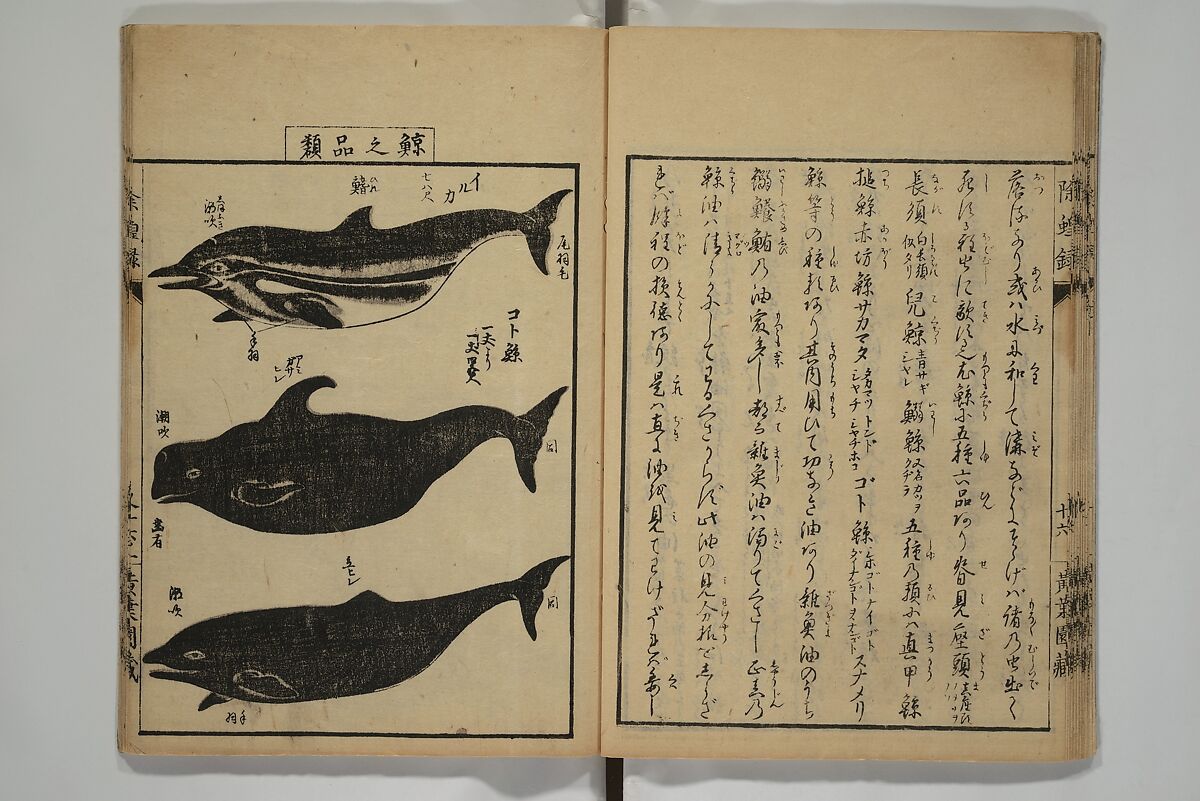 Whales and Whale Oil (Jokō roku) 除蝗録, Hasegawa Settan 長谷川雪旦 (Japanese, 1778–1843), Woodblock printed book; ink on paper, Japan