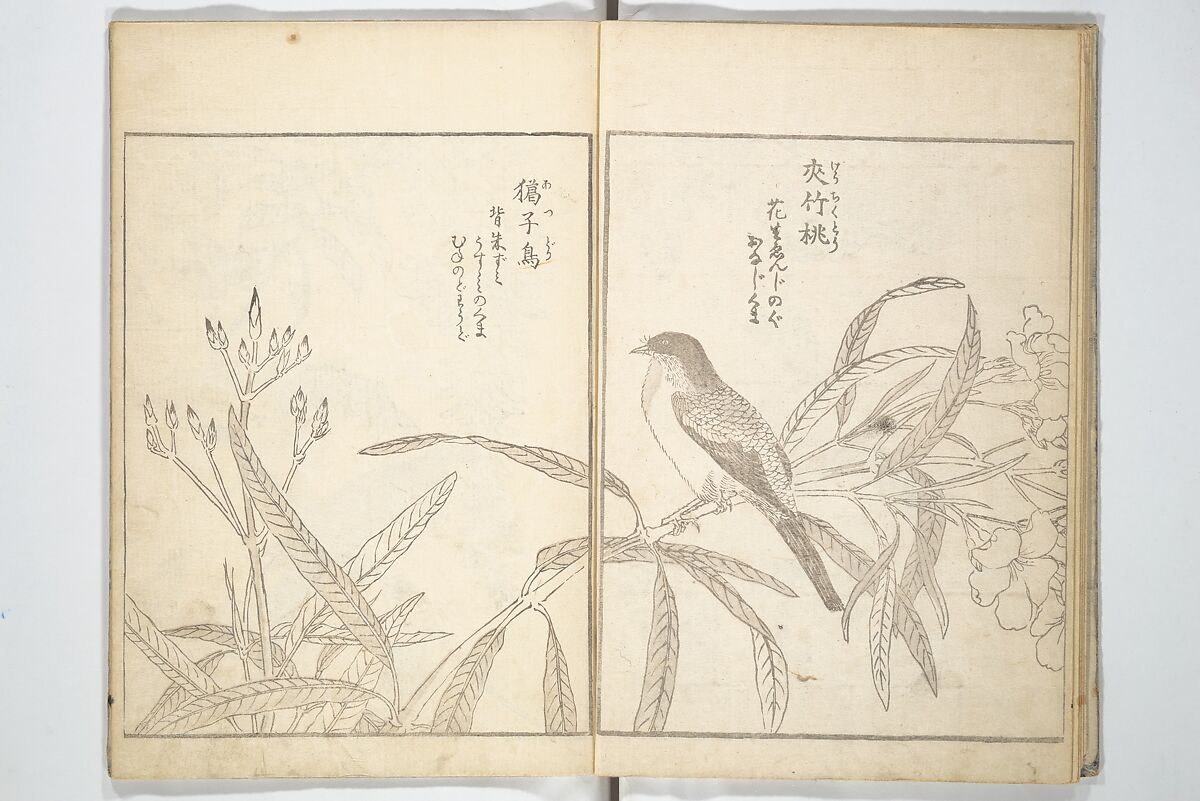 True Depictions of Bird and Flower Pictures (Kachōe shashin zui) 花鳥写真図彙; 花鳥写真図会(かちょうえ しゃしん ずえ), Kitao Shigemasa 北尾重政 (Japanese, 1739–1820), Set of three woodblock printed books; ink on paper, Japan