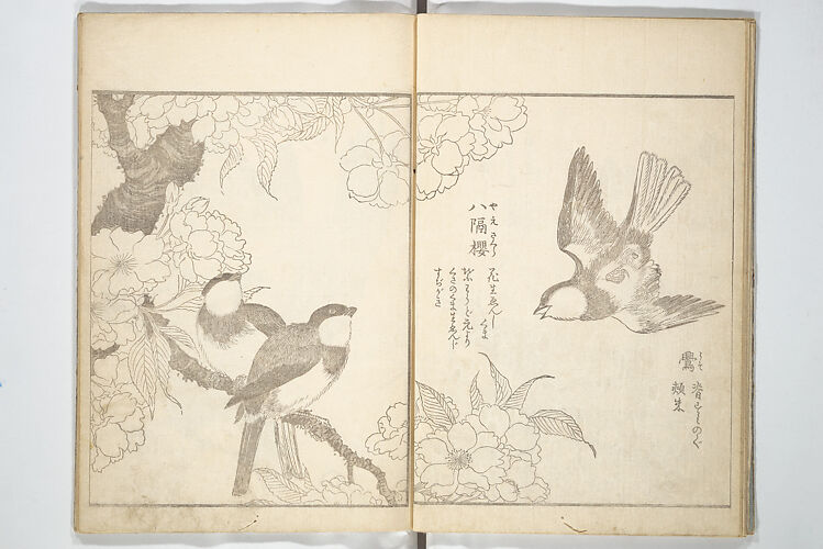 True Depictions of Bird and Flower Pictures (Kachōe shashin zui) 花鳥写真図彙; 花鳥写真図会(かちょうえ しゃしん ずえ)