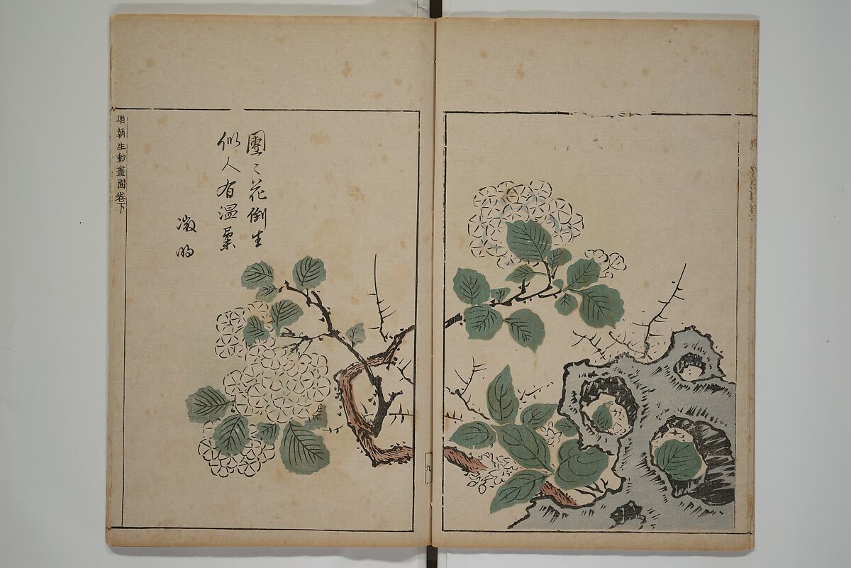 A Collection of Lively Sketches [Of Flowers and Insects] of the Ming Dynasty (Minchō shiken) 明朝紫硯, Ooka Shunboku 大岡春卜 (1680–1763), Set of three woodblock printed books; ink and color on paper, Japan