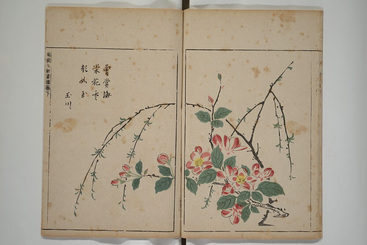 A Collection of Lively Sketches [Of Flowers and Insects] of the Ming Dynasty (Minchō shiken) 明朝紫硯, Ooka Shunboku 大岡春卜 (1680–1763), Set of three woodblock printed books; ink and color on paper, Japan