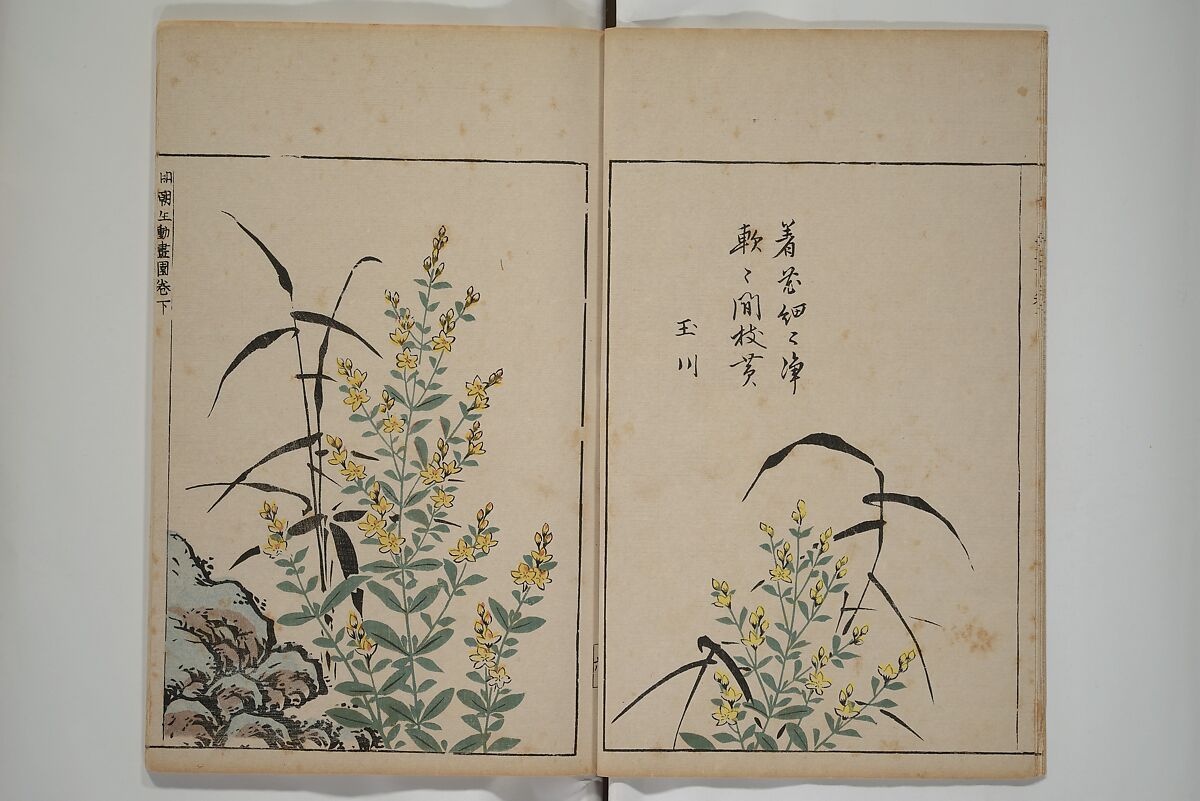 A Collection of Lively Sketches [Of Flowers and Insects] of the Ming Dynasty (Minchō shiken) 明朝紫硯, Ooka Shunboku 大岡春卜 (1680–1763), Set of three woodblock printed books; ink and color on paper, Japan