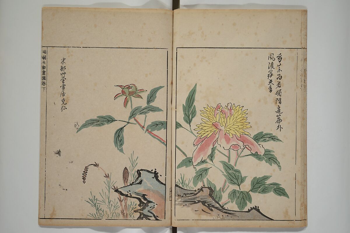 A Collection of Lively Sketches [Of Flowers and Insects] of the Ming Dynasty (Minchō shiken) 明朝紫硯, Ooka Shunboku 大岡春卜 (1680–1763), Set of three woodblock printed books; ink and color on paper, Japan
