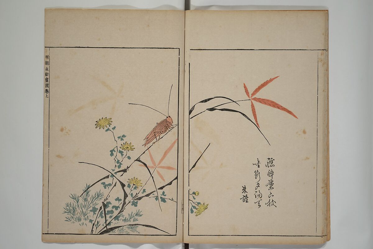 A Collection of Lively Sketches [Of Flowers and Insects] of the Ming Dynasty (Minchō shiken) 明朝紫硯, Ooka Shunboku 大岡春卜 (1680–1763), Set of three woodblock printed books; ink and color on paper, Japan