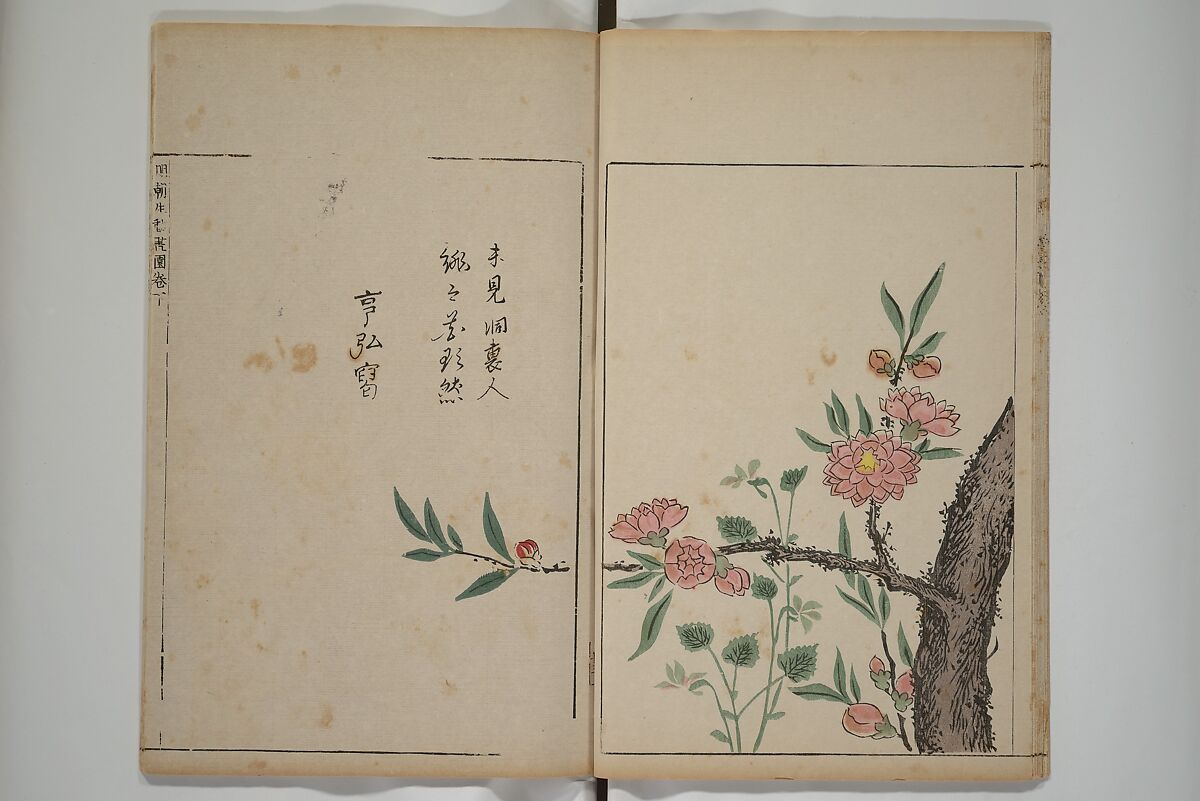 A Collection of Lively Sketches [Of Flowers and Insects] of the Ming Dynasty (Minchō shiken) 明朝紫硯, Ooka Shunboku 大岡春卜 (1680–1763), Set of three woodblock printed books; ink and color on paper, Japan