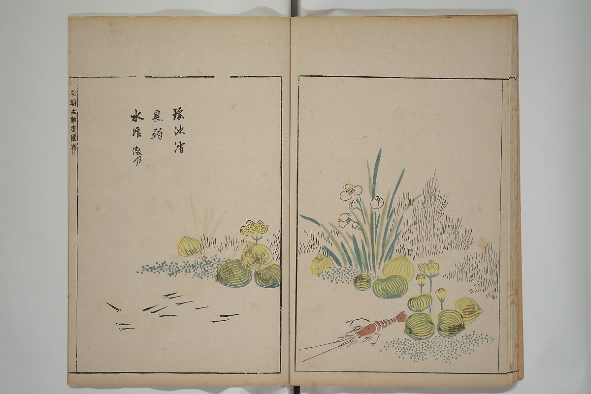 A Collection of Lively Sketches [Of Flowers and Insects] of the Ming Dynasty (Minchō shiken) 明朝紫硯, Ooka Shunboku 大岡春卜 (1680–1763), Set of three woodblock printed books; ink and color on paper, Japan