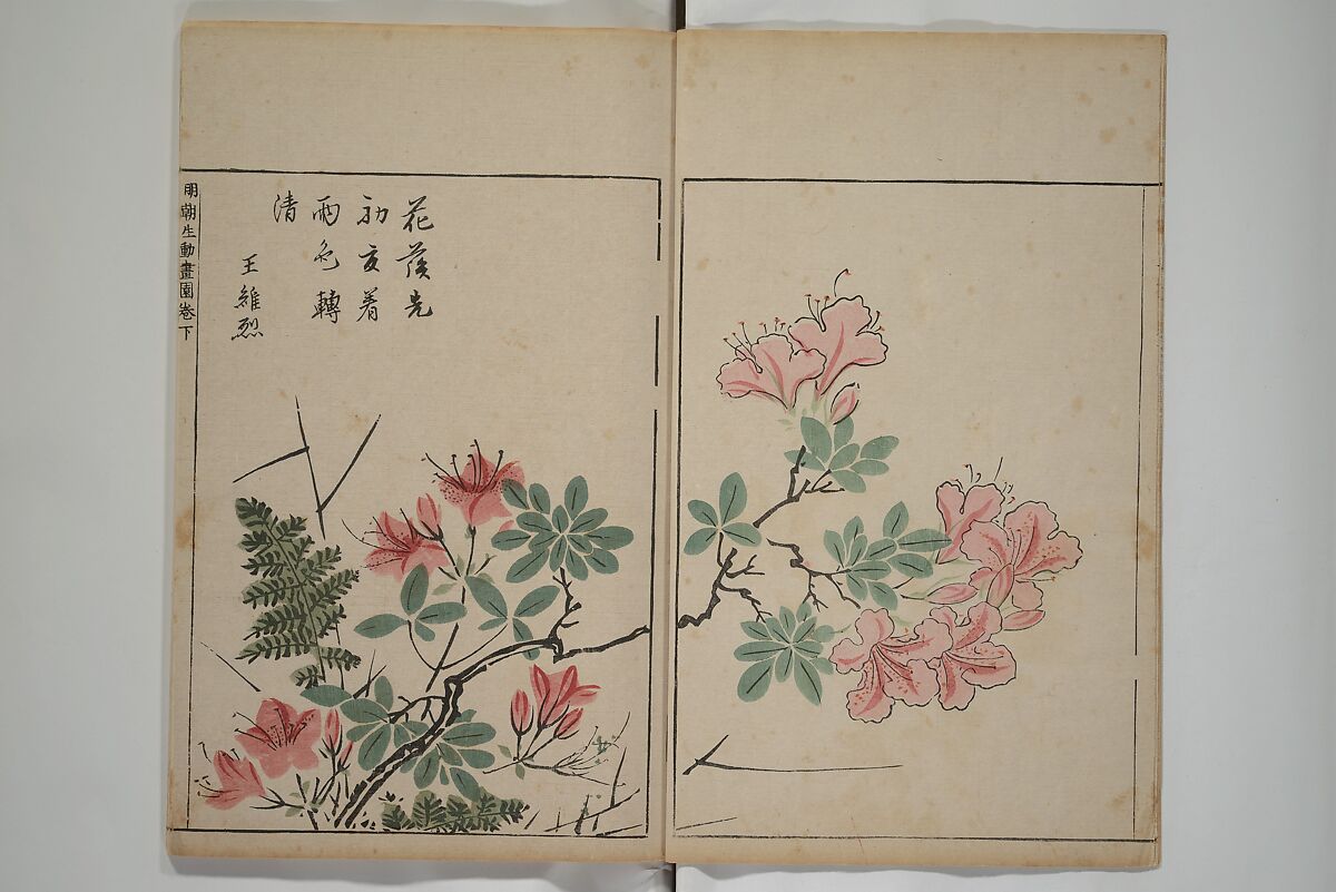 A Collection of Lively Sketches [Of Flowers and Insects] of the Ming Dynasty (Minchō shiken) 明朝紫硯, Ooka Shunboku 大岡春卜 (1680–1763), Set of three woodblock printed books; ink and color on paper, Japan