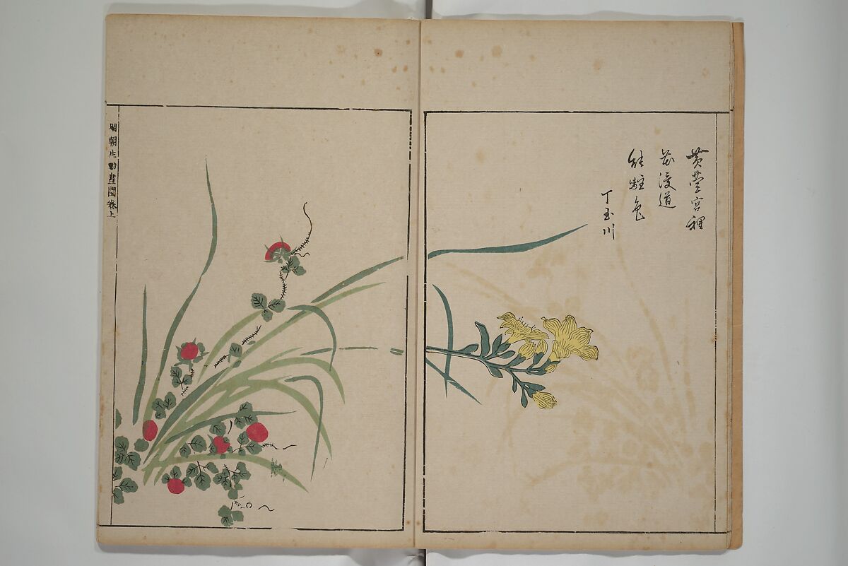 A Collection of Lively Sketches [Of Flowers and Insects] of the Ming Dynasty (Minchō shiken) 明朝紫硯, Ooka Shunboku 大岡春卜 (1680–1763), Set of three woodblock printed books; ink and color on paper, Japan