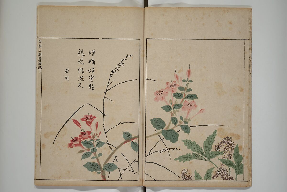 A Collection of Lively Sketches [Of Flowers and Insects] of the Ming Dynasty (Minchō shiken) 明朝紫硯, Ooka Shunboku 大岡春卜 (1680–1763), Set of three woodblock printed books; ink and color on paper, Japan