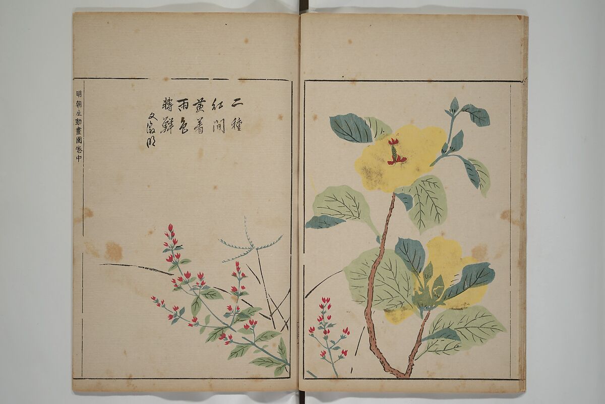 A Collection of Lively Sketches [Of Flowers and Insects] of the Ming Dynasty (Minchō shiken) 明朝紫硯, Ooka Shunboku 大岡春卜 (1680–1763), Set of three woodblock printed books; ink and color on paper, Japan