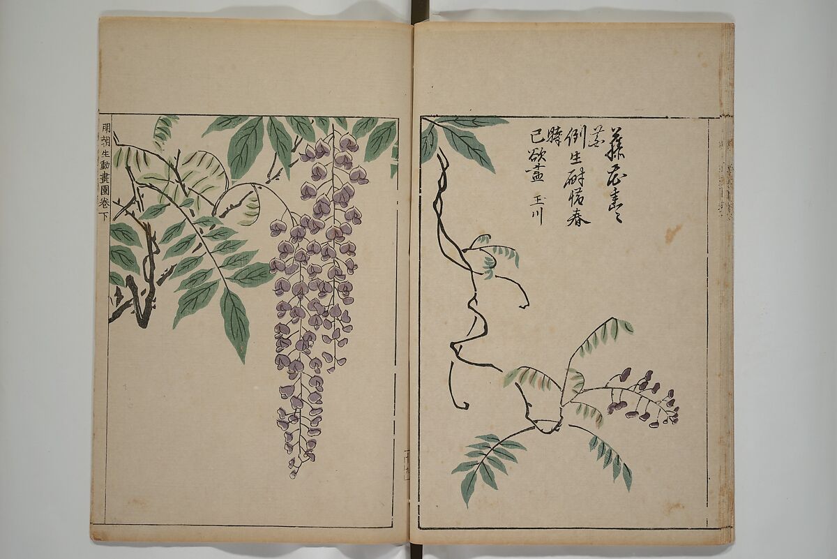 A Collection of Lively Sketches [Of Flowers and Insects] of the Ming Dynasty (Minchō shiken) 明朝紫硯, Ooka Shunboku 大岡春卜 (1680–1763), Set of three woodblock printed books; ink and color on paper, Japan