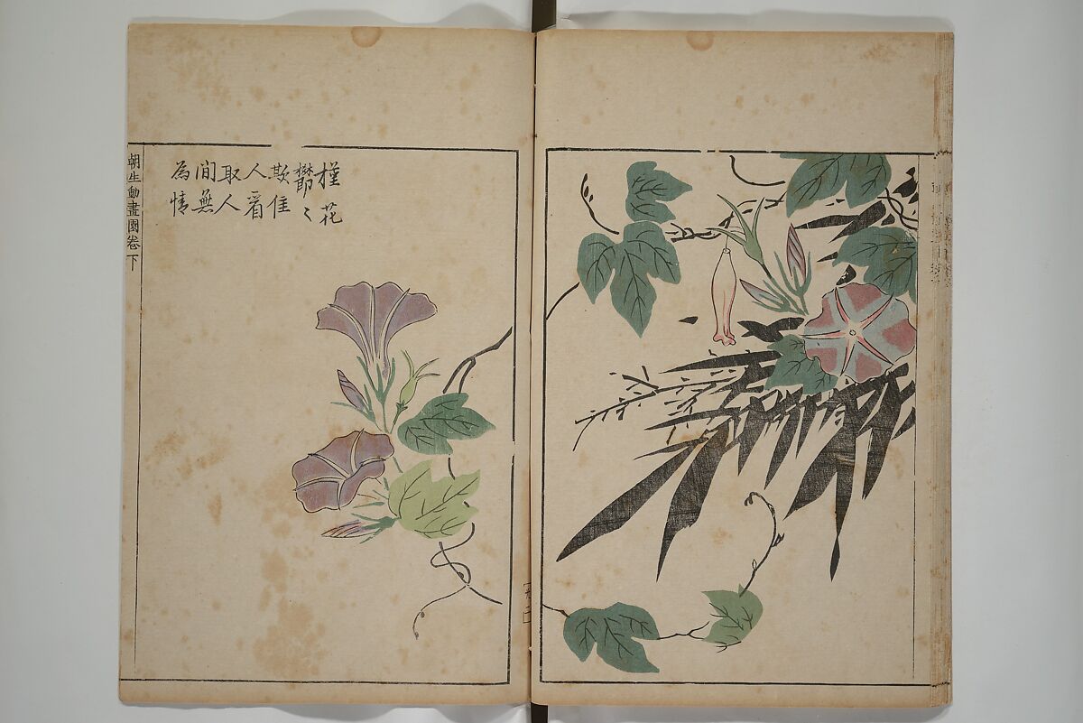 A Collection of Lively Sketches [Of Flowers and Insects] of the Ming Dynasty (Minchō shiken) 明朝紫硯, Ooka Shunboku 大岡春卜 (1680–1763), Set of three woodblock printed books; ink and color on paper, Japan
