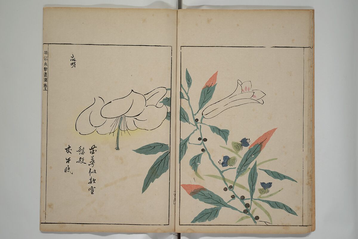 A Collection of Lively Sketches [Of Flowers and Insects] of the Ming Dynasty (Minchō shiken) 明朝紫硯, Ooka Shunboku 大岡春卜 (1680–1763), Set of three woodblock printed books; ink and color on paper, Japan