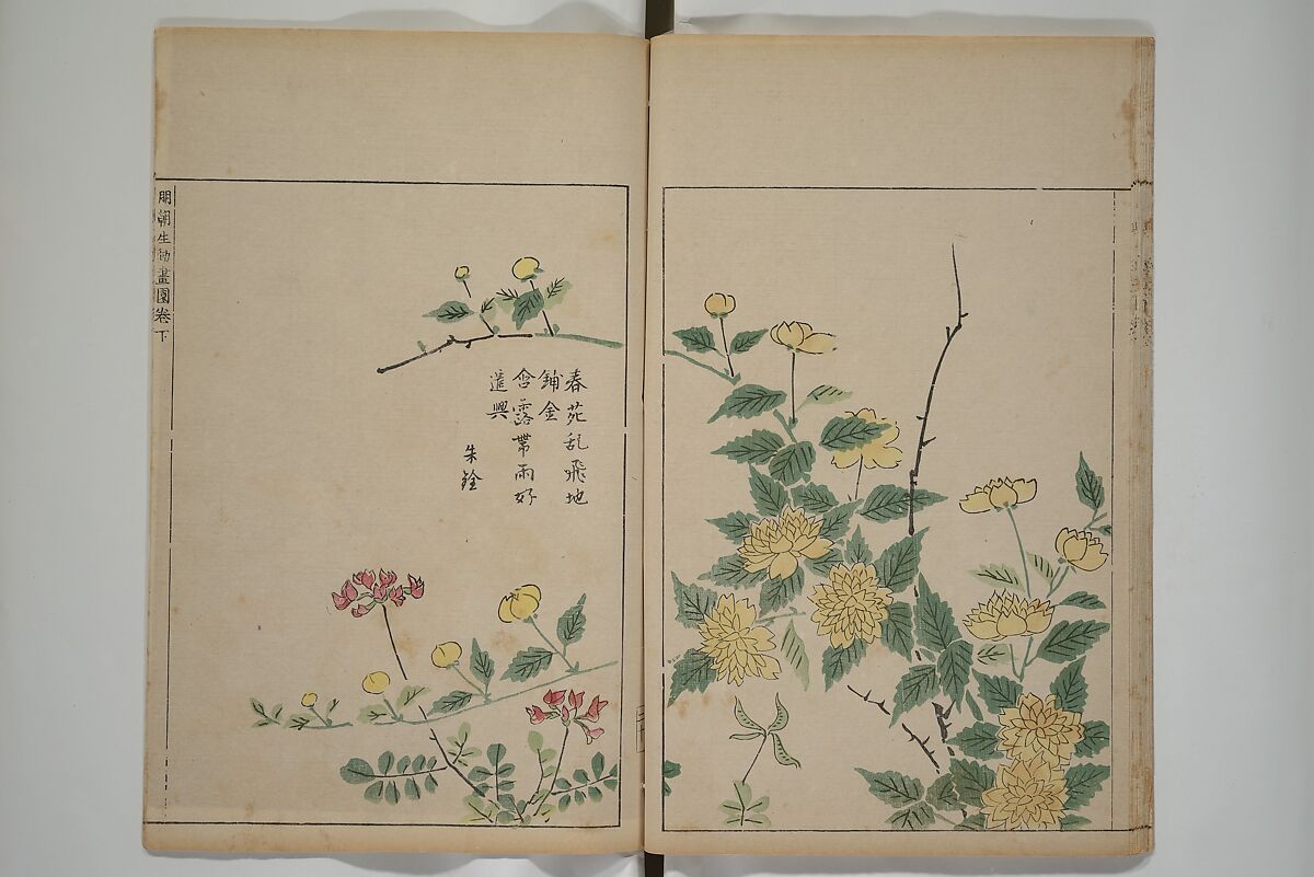 A Collection of Lively Sketches [Of Flowers and Insects] of the Ming Dynasty (Minchō shiken) 明朝紫硯, Ooka Shunboku 大岡春卜 (1680–1763), Set of three woodblock printed books; ink and color on paper, Japan