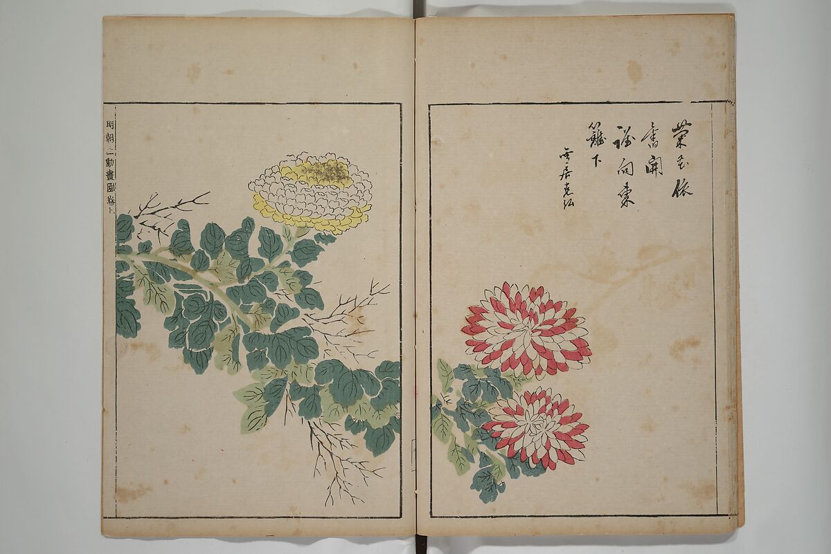 A Collection of Lively Sketches [Of Flowers and Insects] of the Ming Dynasty (Minchō shiken) 明朝紫硯, Ooka Shunboku 大岡春卜 (1680–1763), Set of three woodblock printed books; ink and color on paper, Japan