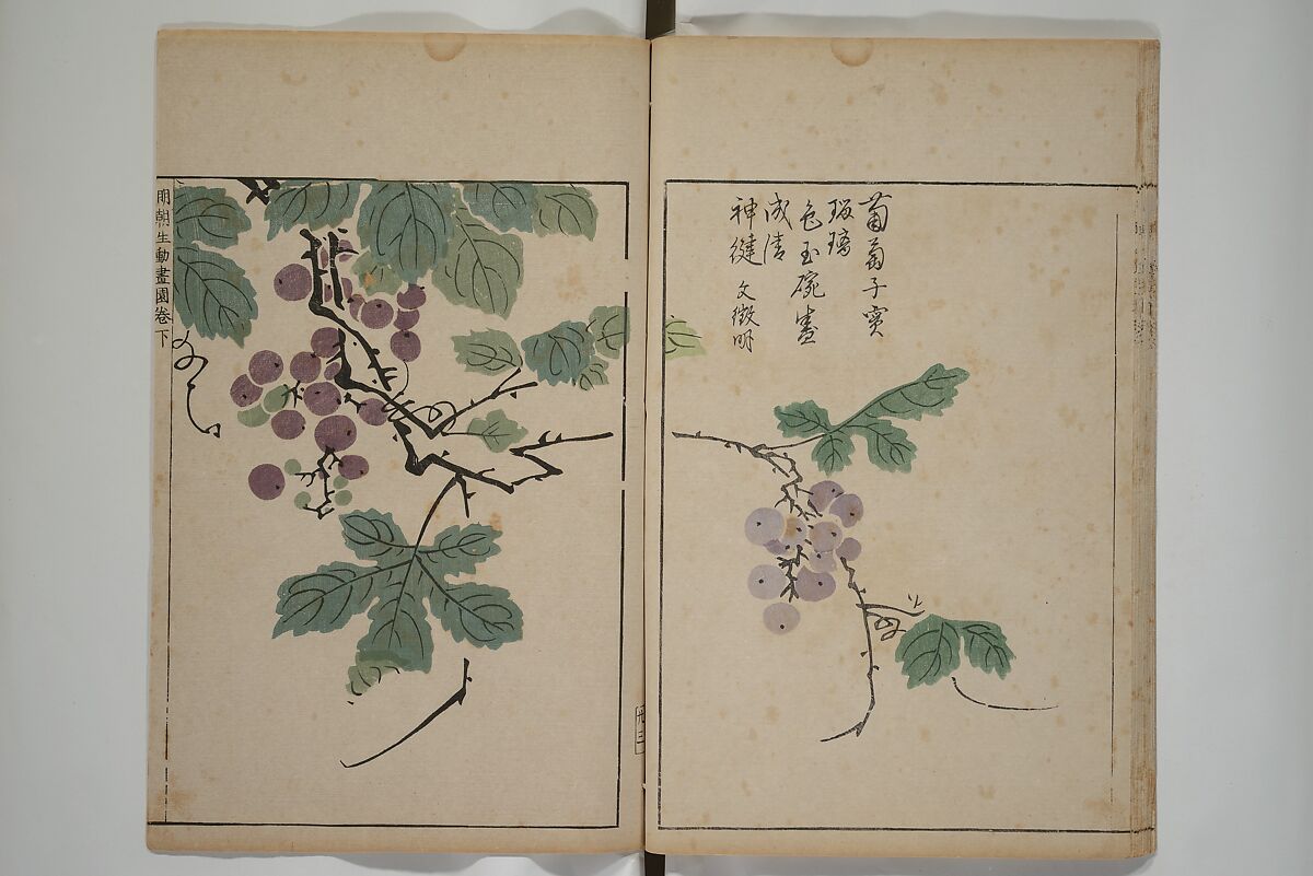 A Collection of Lively Sketches [Of Flowers and Insects] of the Ming Dynasty (Minchō shiken) 明朝紫硯, Ooka Shunboku 大岡春卜 (1680–1763), Set of three woodblock printed books; ink and color on paper, Japan