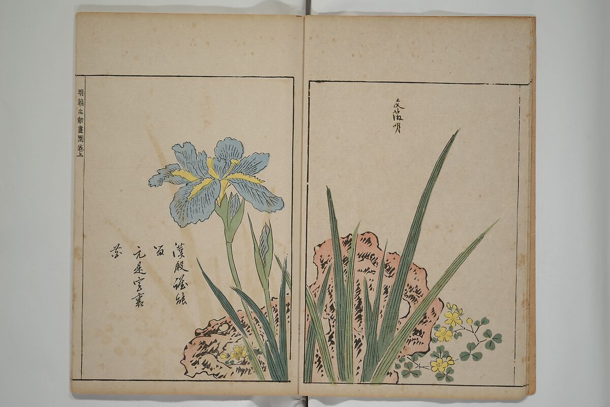 A Collection of Lively Sketches [Of Flowers and Insects] of the Ming Dynasty (Minchō shiken) 明朝紫硯, Ooka Shunboku 大岡春卜 (1680–1763), Set of three woodblock printed books; ink and color on paper, Japan