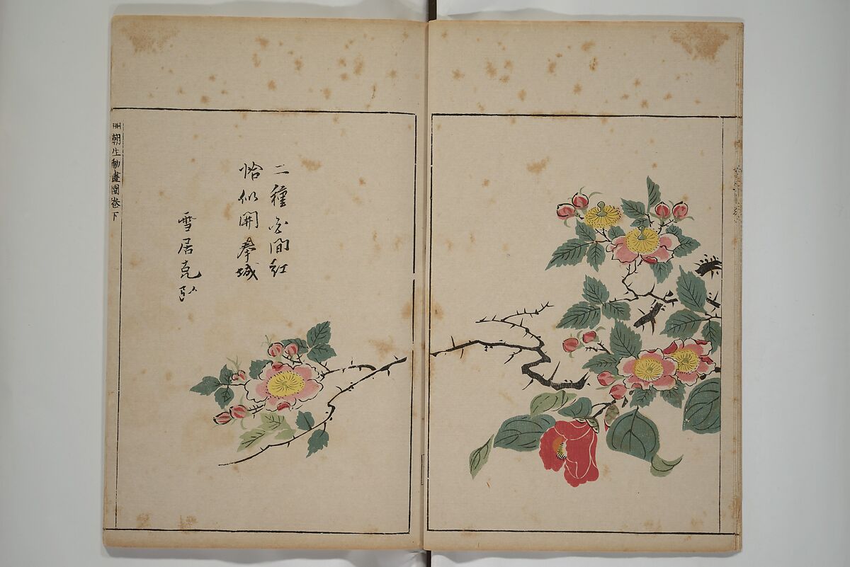 A Collection of Lively Sketches [Of Flowers and Insects] of the Ming Dynasty (Minchō shiken) 明朝紫硯, Ooka Shunboku 大岡春卜 (1680–1763), Set of three woodblock printed books; ink and color on paper, Japan
