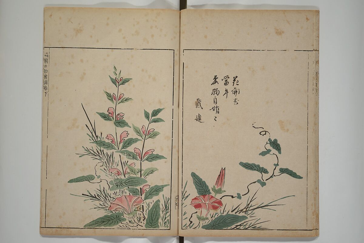 A Collection of Lively Sketches [Of Flowers and Insects] of the Ming Dynasty (Minchō shiken) 明朝紫硯, Ooka Shunboku 大岡春卜 (1680–1763), Set of three woodblock printed books; ink and color on paper, Japan