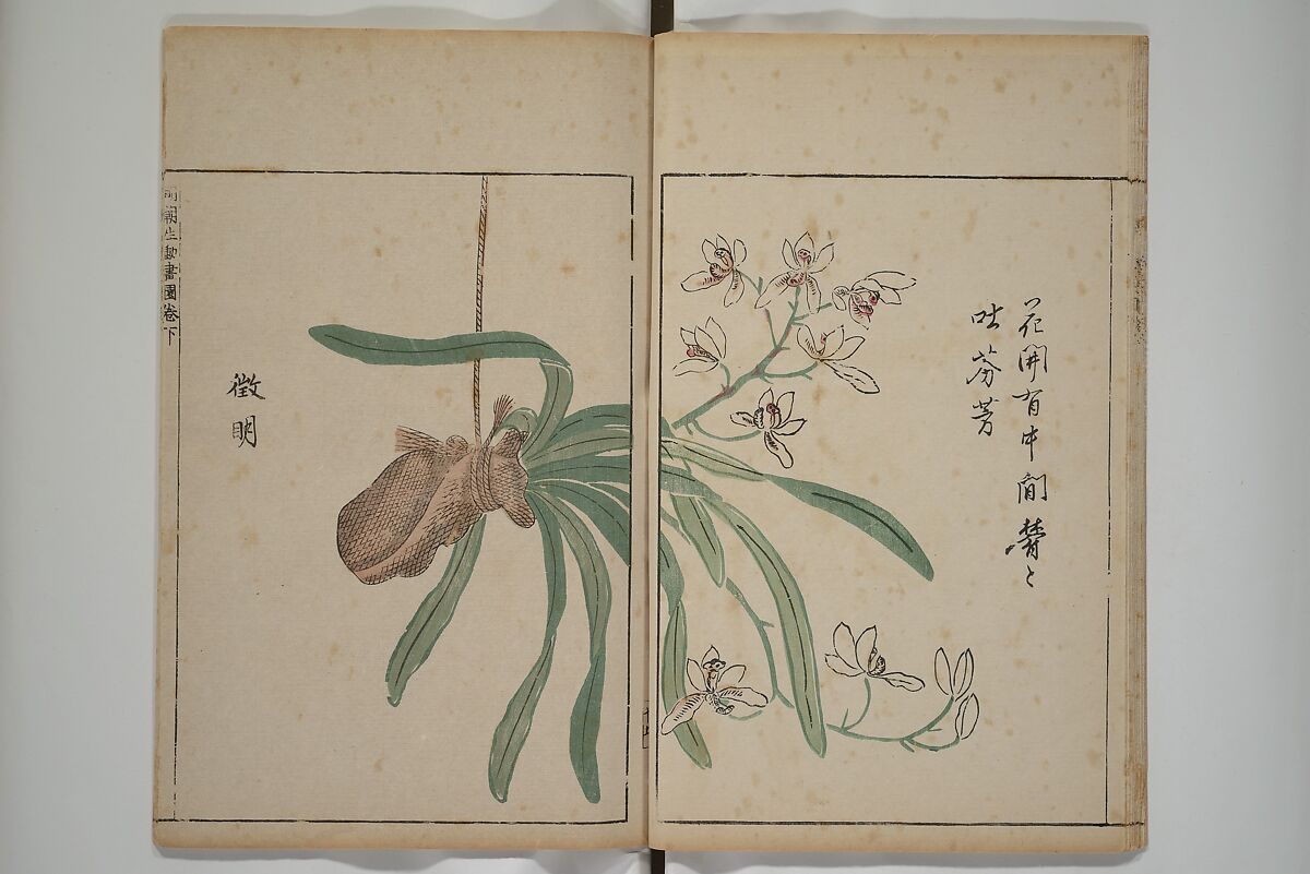 A Collection of Lively Sketches [Of Flowers and Insects] of the Ming Dynasty (Minchō shiken) 明朝紫硯, Ooka Shunboku 大岡春卜 (1680–1763), Set of three woodblock printed books; ink and color on paper, Japan