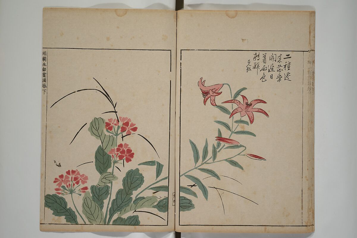 A Collection of Lively Sketches [Of Flowers and Insects] of the Ming Dynasty (Minchō shiken) 明朝紫硯, Ooka Shunboku 大岡春卜 (1680–1763), Set of three woodblock printed books; ink and color on paper, Japan