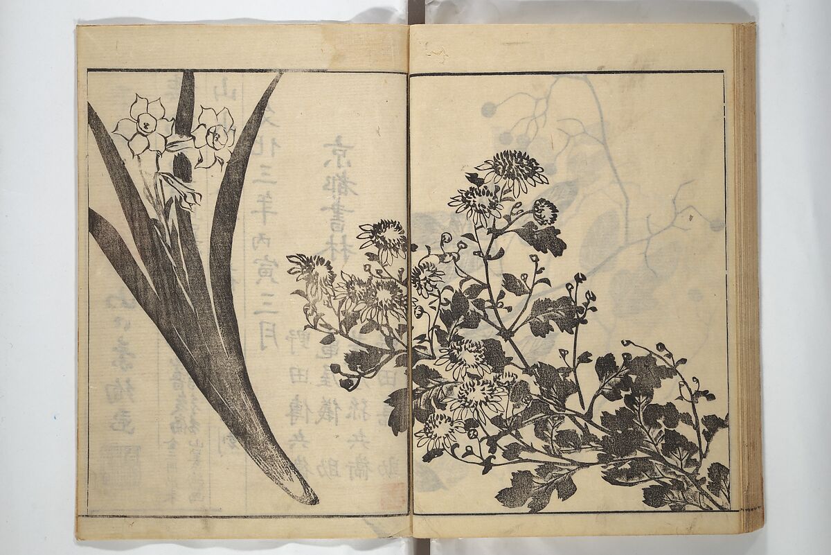 Soken Picture Album: The Plant Section (Soken gafu: Sōka no bu)  素絢画譜 草花之部, Yamaguchi Soken 山口素絢 (Japanese, 1759–1818), Woodblock printed book; ink on paper, Japan