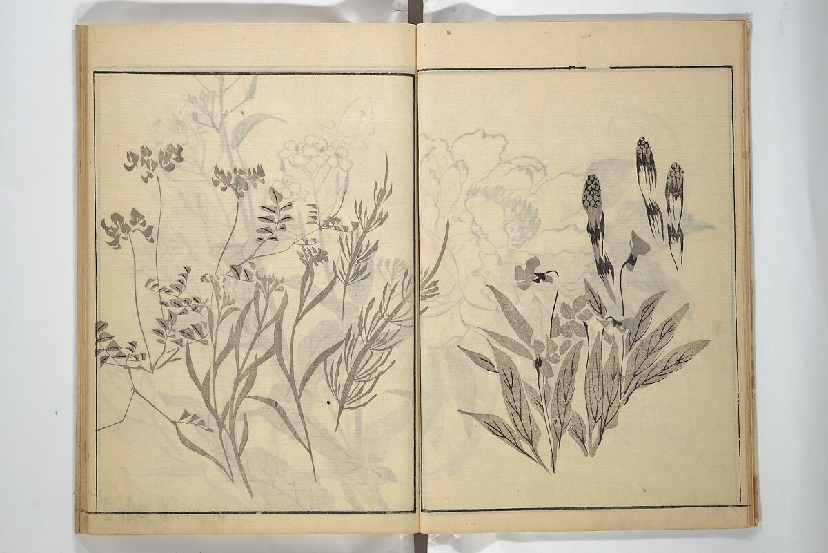 Soken Picture Album: The Plant Section (Soken gafu: Sōka no bu)  素絢画譜 草花之部, Yamaguchi Soken 山口素絢 (Japanese, 1759–1818), Woodblock printed book; ink on paper, Japan