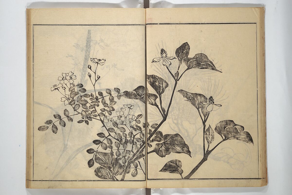 Soken Picture Album: The Plant Section (Soken gafu: Sōka no bu)  素絢画譜 草花之部, Yamaguchi Soken 山口素絢 (Japanese, 1759–1818), Woodblock printed book; ink on paper, Japan