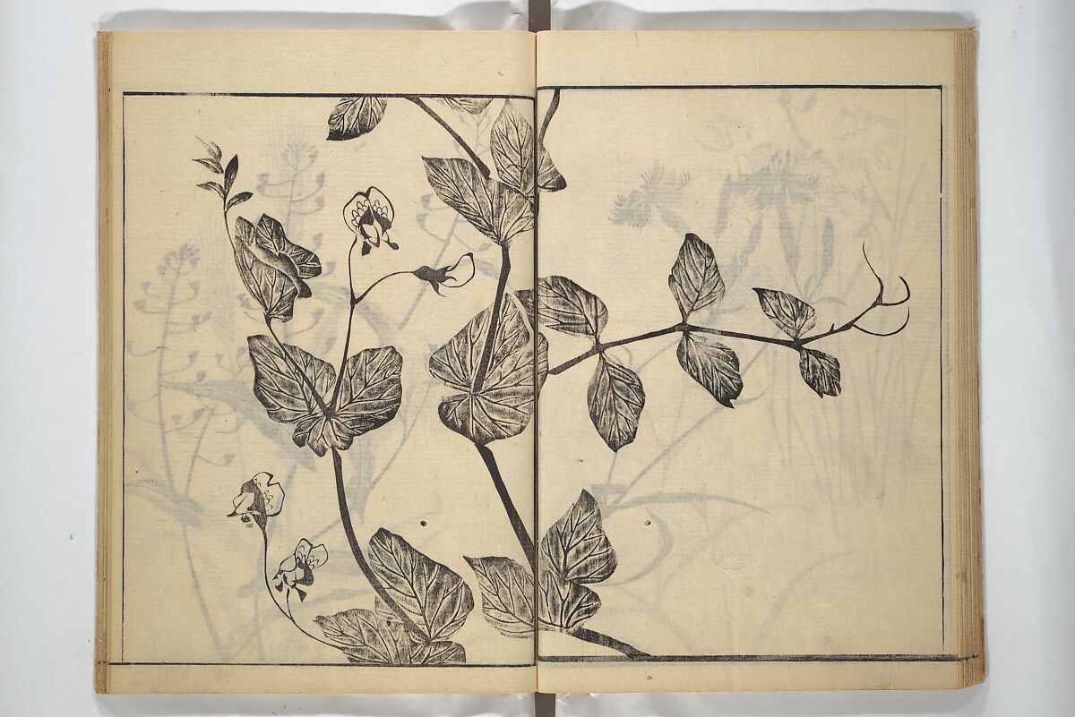 Soken Picture Album: The Plant Section (Soken gafu: Sōka no bu)  素絢画譜 草花之部, Yamaguchi Soken 山口素絢 (Japanese, 1759–1818), Woodblock printed book; ink on paper, Japan